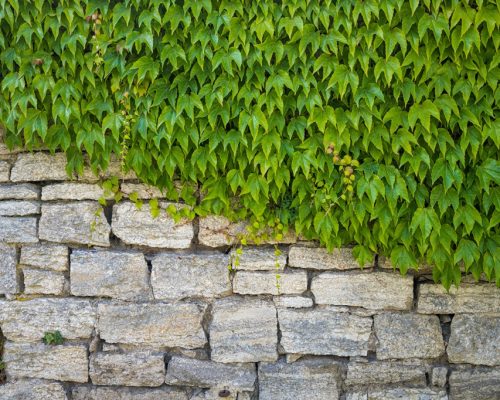 The green leaves covering half of a stone wall diagonally